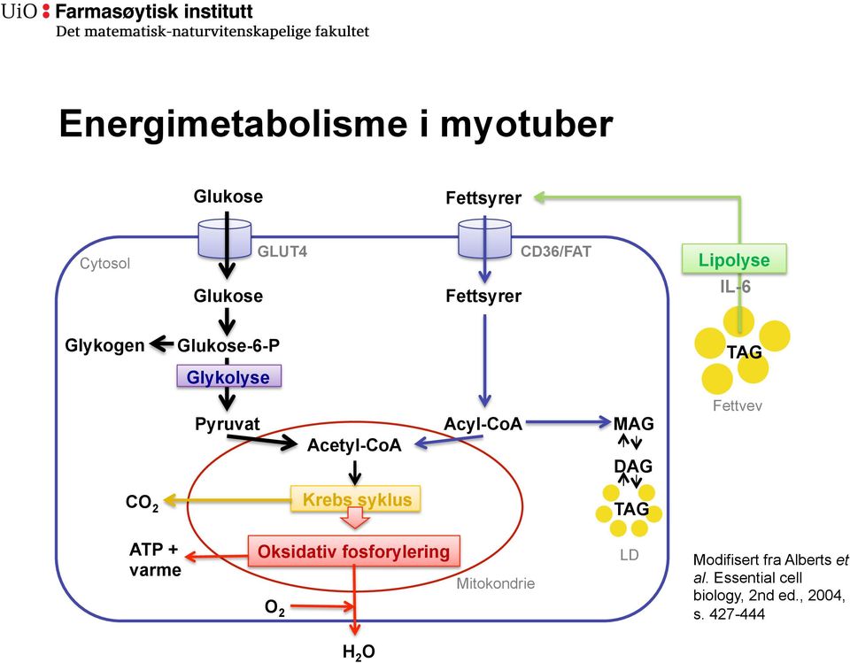 MAG DAG Fettvev CO 2 Krebs syklus TAG ATP + varme Oksidativ fosforylering O 2