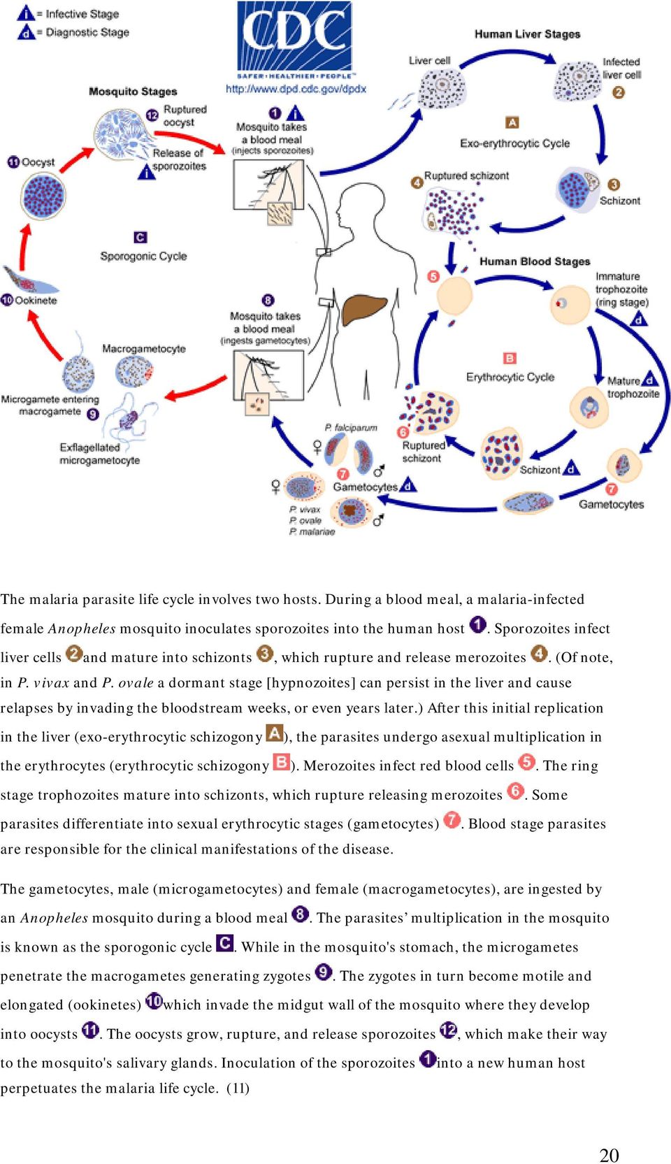 ovale a dormant stage [hypnozoites] can persist in the liver and cause relapses by invading the bloodstream weeks, or even years later.