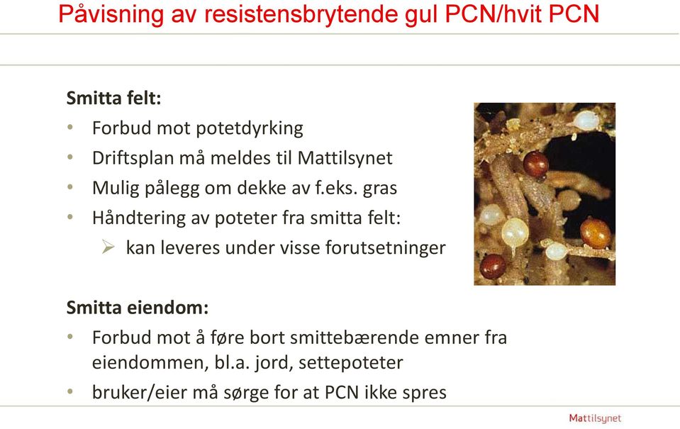 gras Håndtering av poteter fra smitta felt: kan leveres under visse forutsetninger Smitta