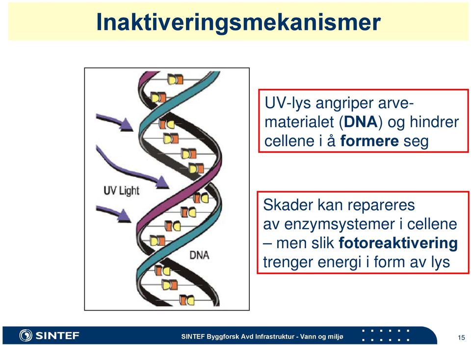 enzymsystemer i cellene men slik fotoreaktivering trenger