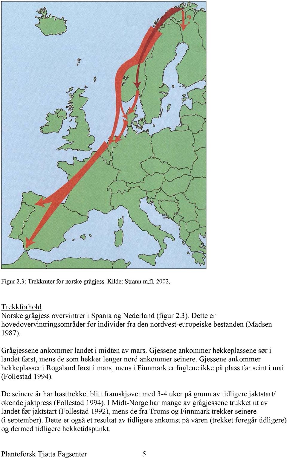 Gjessene ankommer hekkeplassene sør i landet først, mens de som hekker lenger nord ankommer seinere.