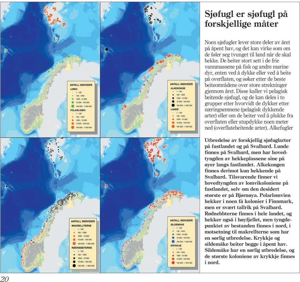 Disse kaller vi pelagisk beitende sjøfugl, og de kan deles i to grupper etter hvorvidt de dykker etter næringsemnene (pelagisk dykkende arter) eller om de beiter ved å plukke fra overflaten eller