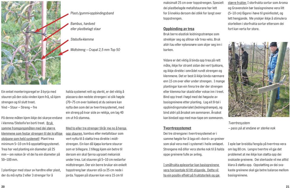 Oppbinding av trea Bruk berre elastisk leidningsstrømpe som strekkjer seg og slitnar når trea veks. Bruk aldri tau eller nylonsnøre som skjer seg inn i barken. større frukter.