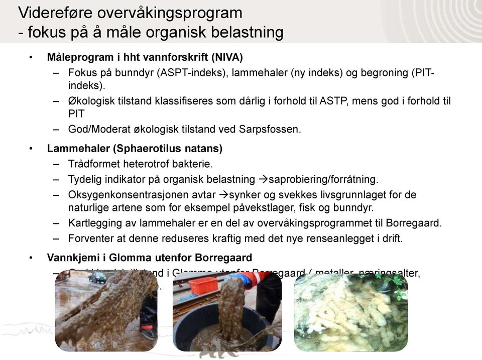 Lammehaler (Sphaerotilus natans) Trådformet heterotrof bakterie. Tydelig indikator på organisk belastning saprobiering/forråtning.