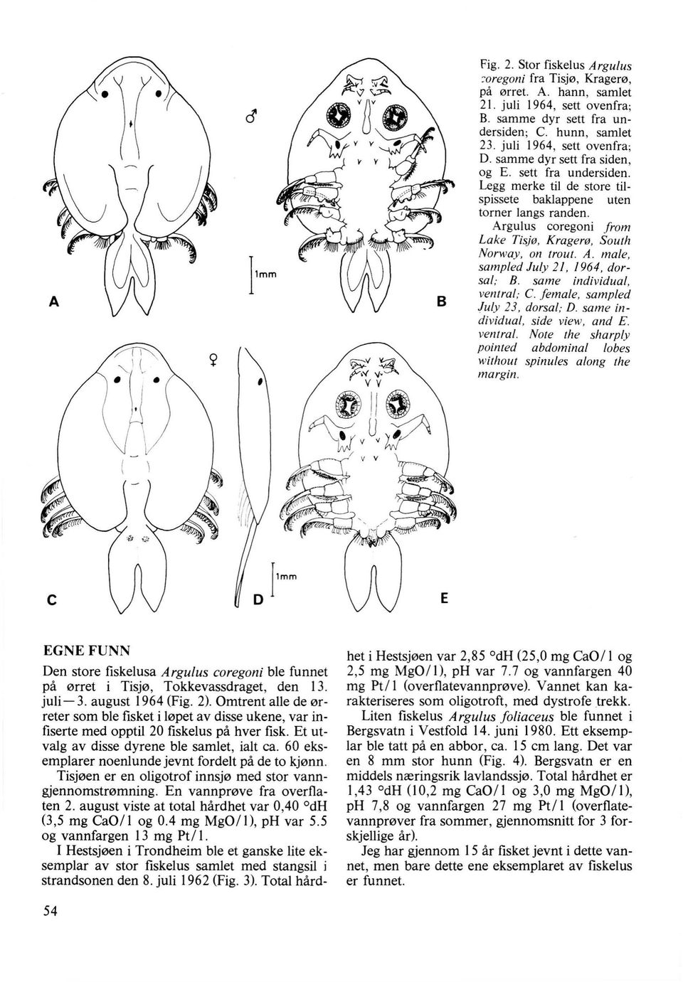 same individual, ventral; C. female, sampled July 23, dorsal; D. same individual, side view, and E. ventral. Note the sharp/y pointed abdominal lobes without spinules along the margin.