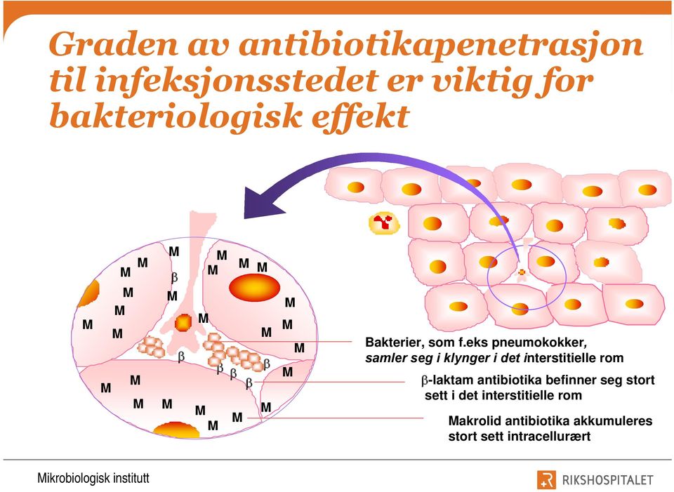 eks pneumokokker, samler seg i klynger i det interstitielle rom -laktam