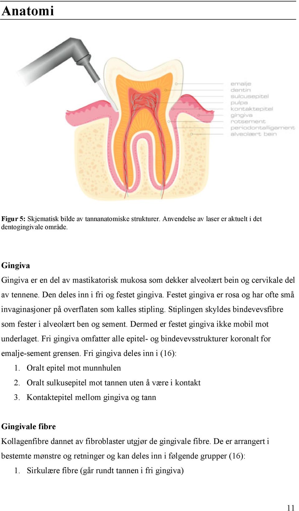 Festet gingiva er rosa og har ofte små invaginasjoner på overflaten som kalles stipling. Stiplingen skyldes bindevevsfibre som fester i alveolært ben og sement.