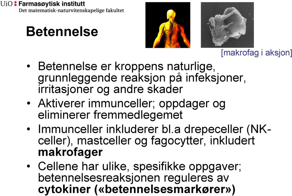 fremmedlegemet Immunceller inkluderer bl.