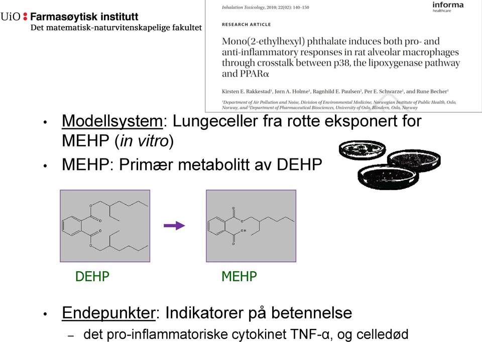 DEHP MEHP Endepunkter: Indikatorer på betennelse