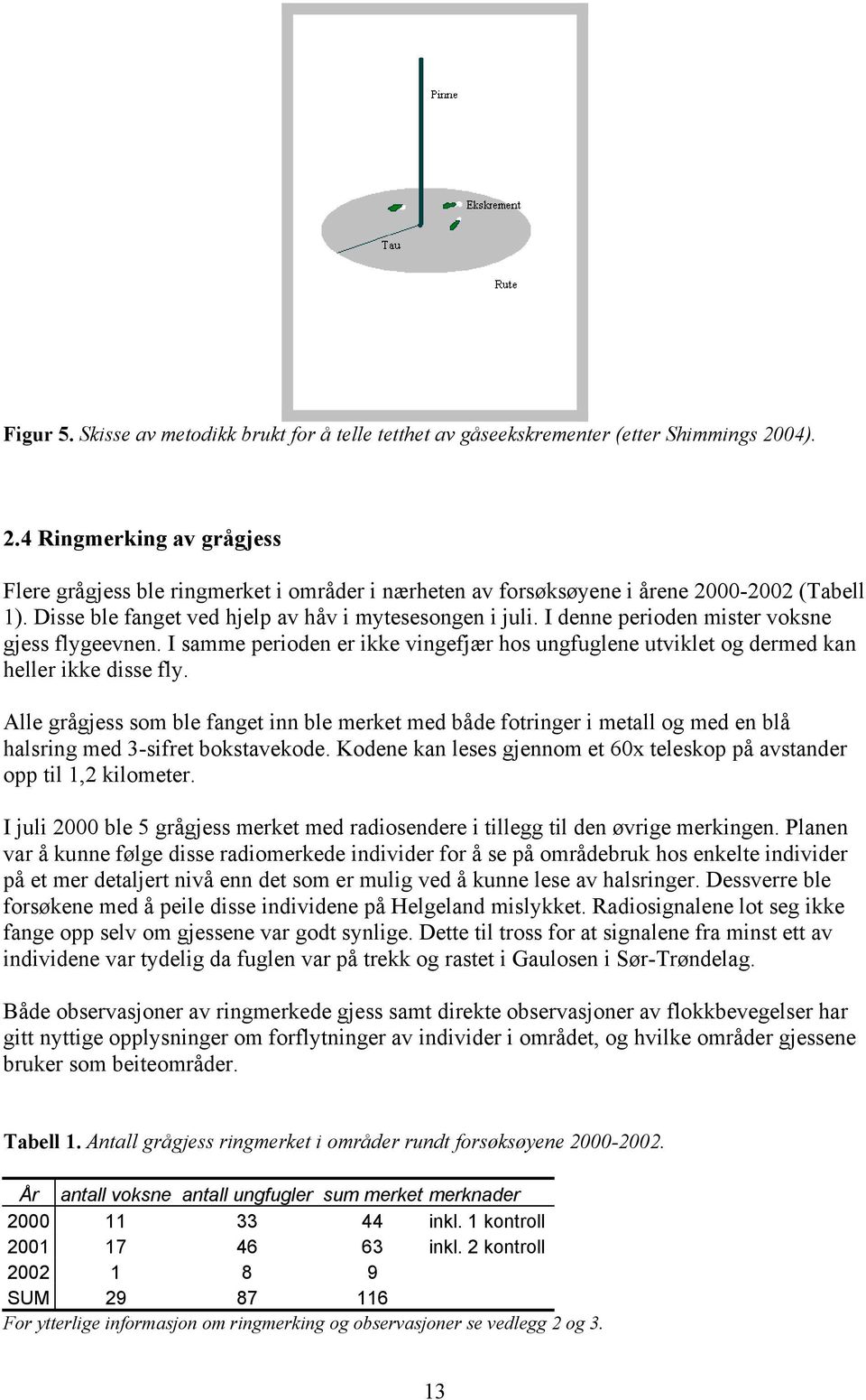 I denne perioden mister voksne gjess flygeevnen. I samme perioden er ikke vingefjær hos ungfuglene utviklet og dermed kan heller ikke disse fly.