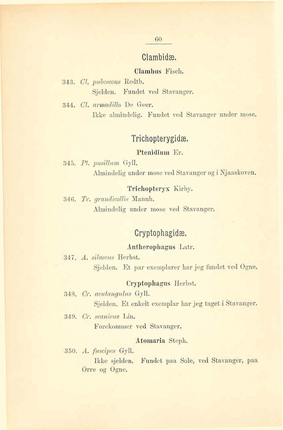 Antheropbqps Lak,347. d. sitixc&cii Herbst. Sjeldan. Et par exemplarer har jeg fundet ved Ogne. Cryptophagus Herbst. 34%. Or. aculungulus Gyll. Sjelden.