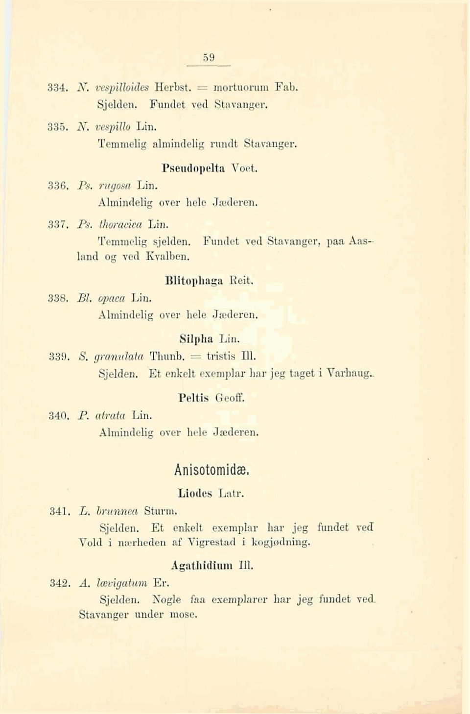 Bilpha Lin. 339, 8. gru~ulata Thunb. = triatis Ill. Sjelden. Et enkelt esemplar hm jeg tagat i Varbaug, Peltis Qeoff. 340. P. atrafa Lin. Almindelig over hele Jæderen. Anisotornidæ, Liodes Lntr.