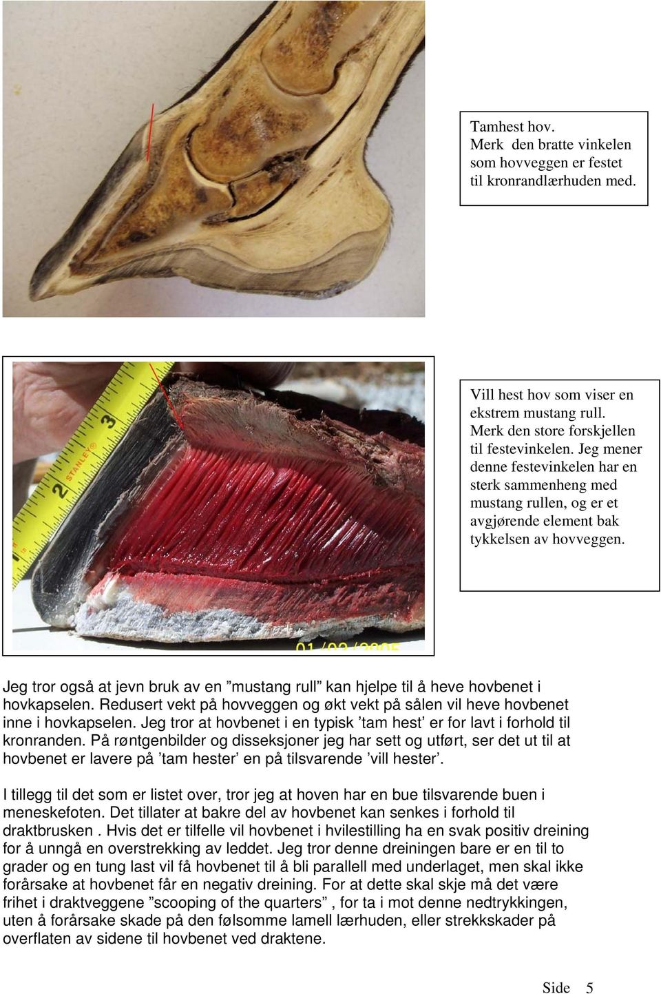 Jeg tror også at jevn bruk av en mustang rull kan hjelpe til å heve hovbenet i hovkapselen. Redusert vekt på hovveggen og økt vekt på sålen vil heve hovbenet inne i hovkapselen.