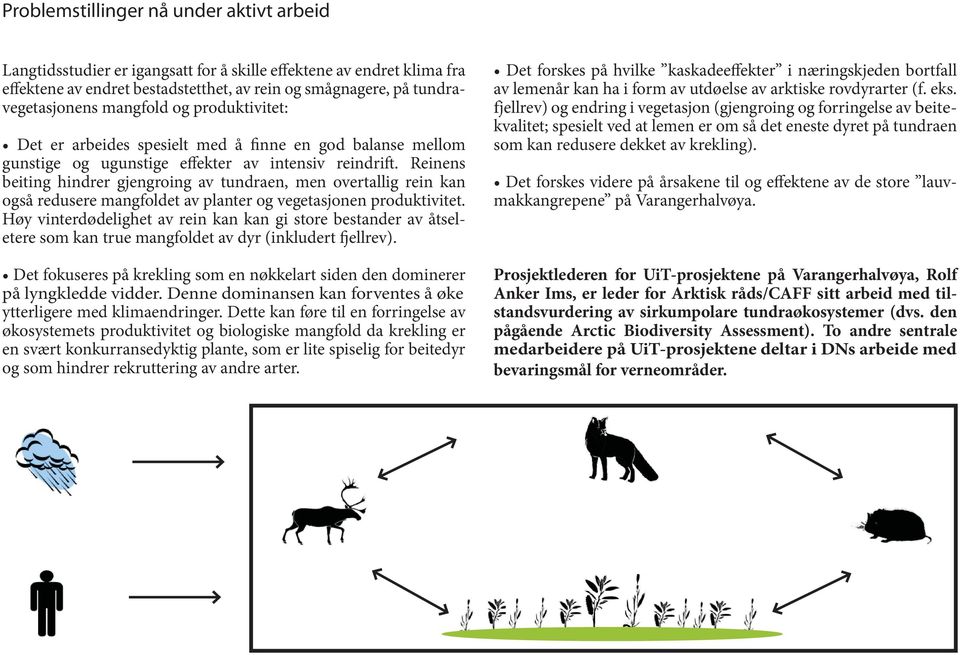Reinens beiting hindrer gjengroing av tundraen, men overtallig rein kan også redusere mangfoldet av planter og vegetasjonen produktivitet.