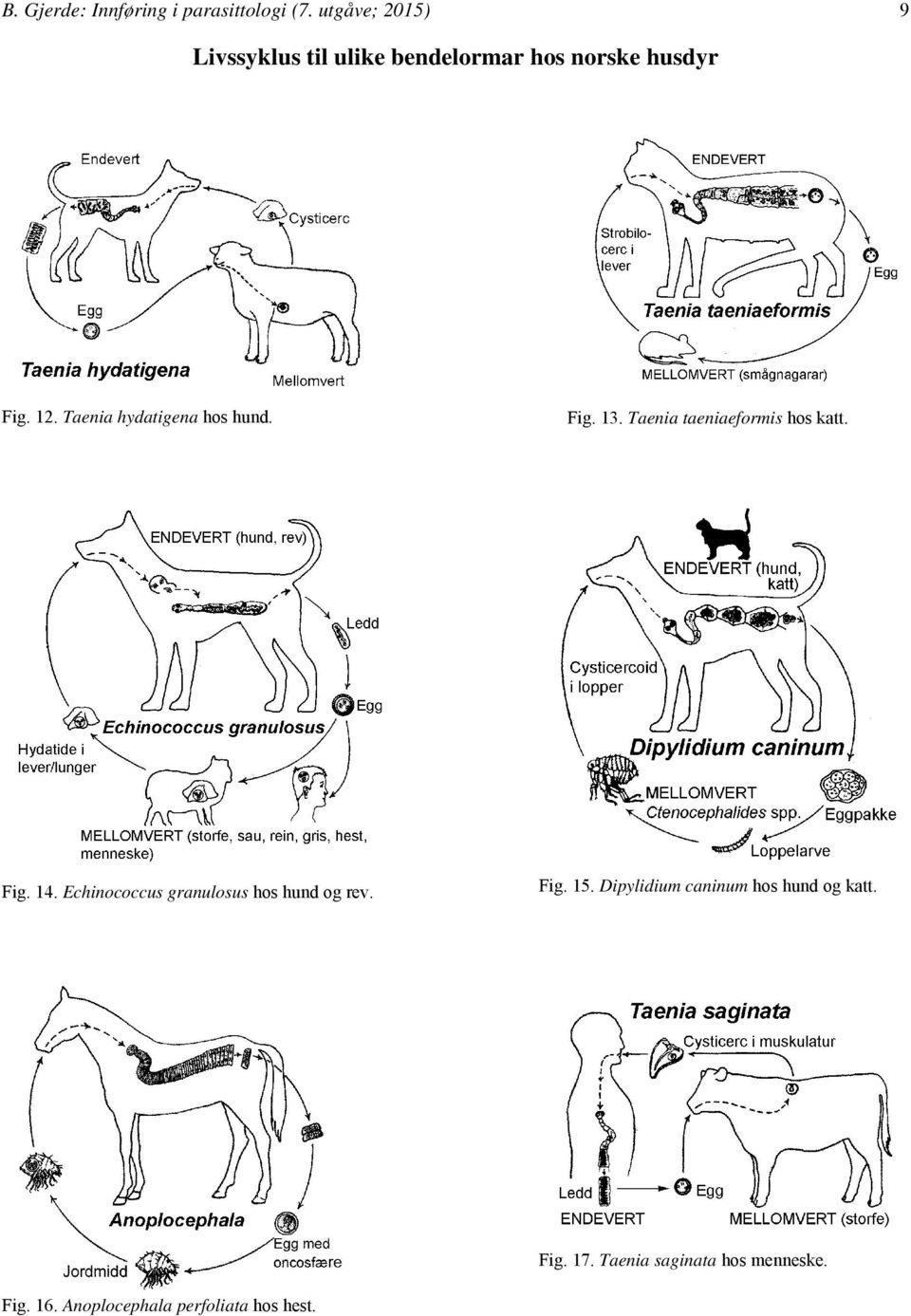 Taenia hydatigena hos hund. Fig. 13. Taenia taeniaeformis hos katt. Fig. 14.