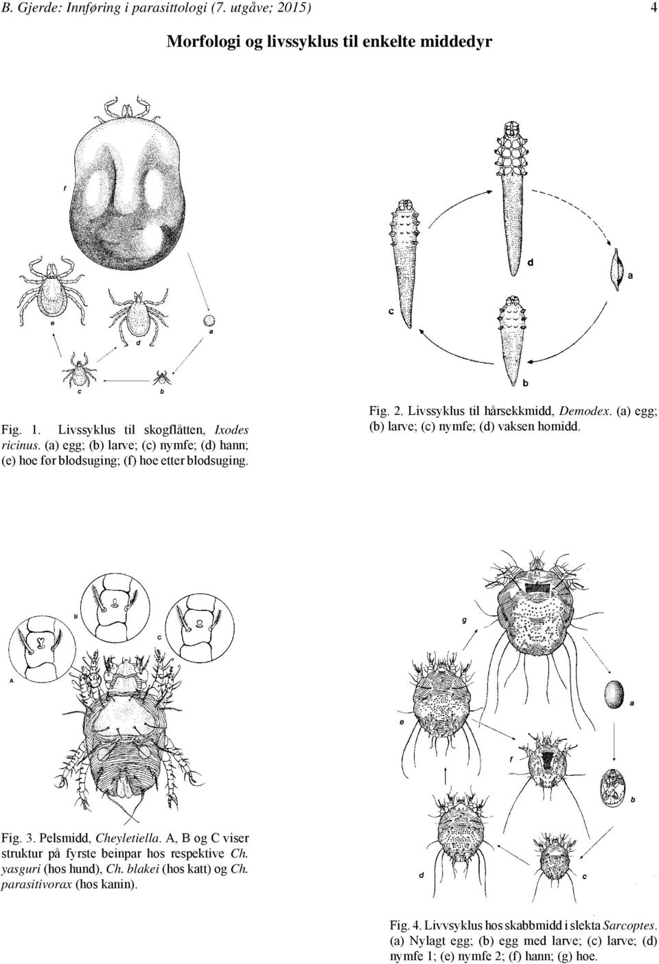 (a) egg; (b) larve; (c) nymfe; (d) vaksen homidd. Fig. 3. Pelsmidd, Cheyletiella. A, B og C viser struktur på fyrste beinpar hos respektive Ch.