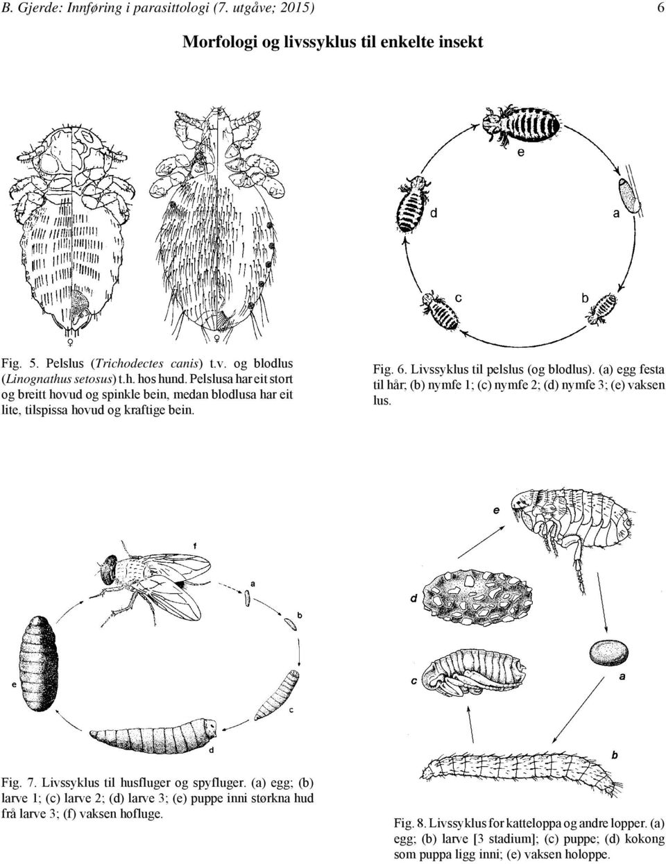 (a) egg festa til hår; (b) nymfe 1; (c) nymfe 2; (d) nymfe 3; (e) vaksen lus. Fig. 7. Livssyklus til husfluger og spyfluger.