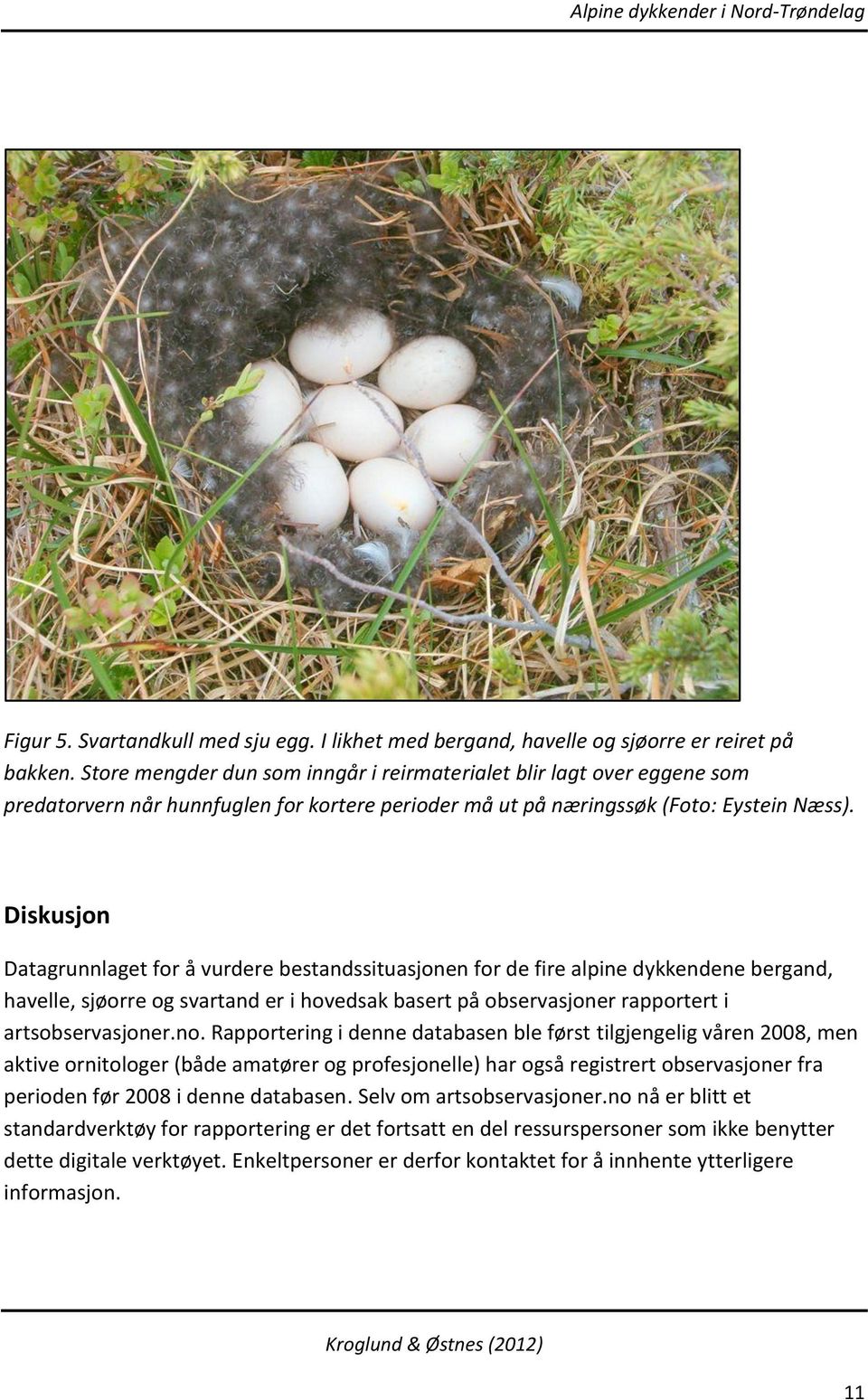 Diskusjon Datagrunnlaget for å vurdere bestandssituasjonen for de fire alpine dykkendene bergand, havelle, sjøorre og svartand er i hovedsak basert på observasjoner rapportert i artsobservasjoner.no.