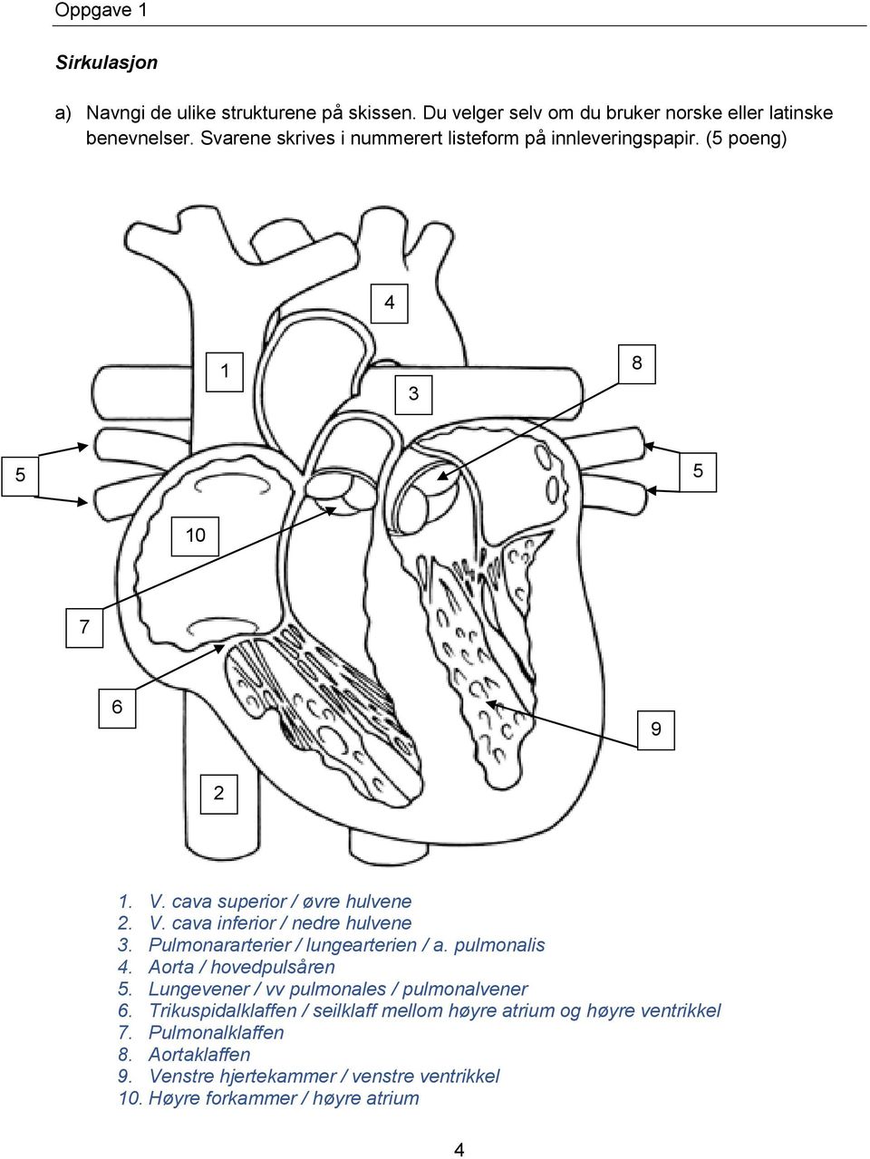 Pulmonararterier / lungearterien / a. pulmonalis 4. Aorta / hovedpulsåren 5. Lungevener / vv pulmonales / pulmonalvener 6.