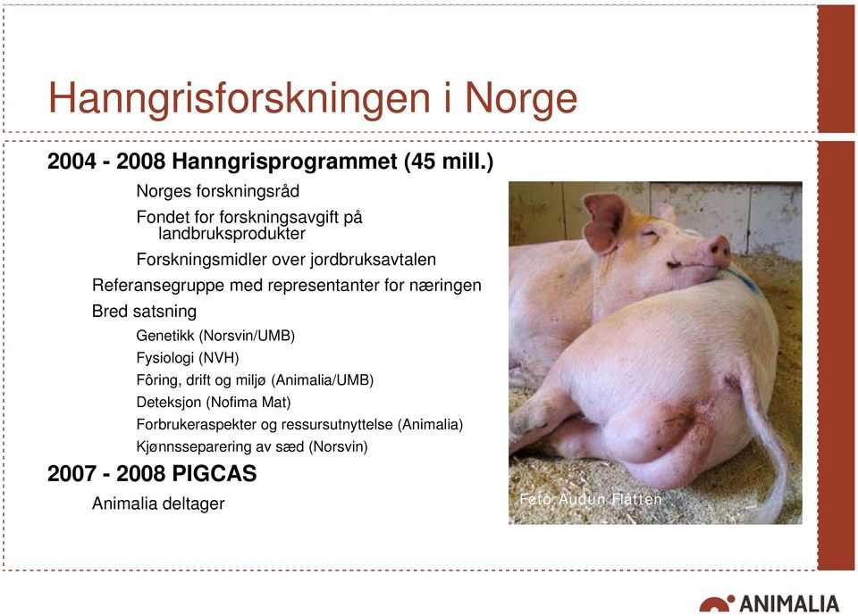 Referansegruppe med representanter for næringen Bred satsning Genetikk (Norsvin/UMB) Fysiologi (NVH) Fôring, drift og