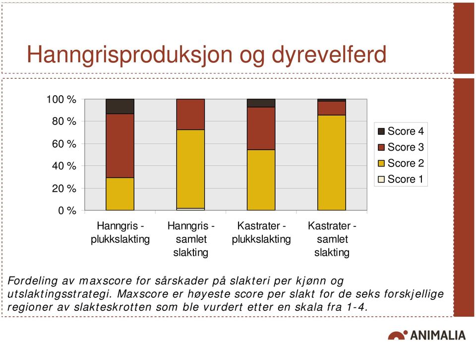 slakting Fordeling av maxscore for sårskader på slakteri per kjønn og utslaktingsstrategi.