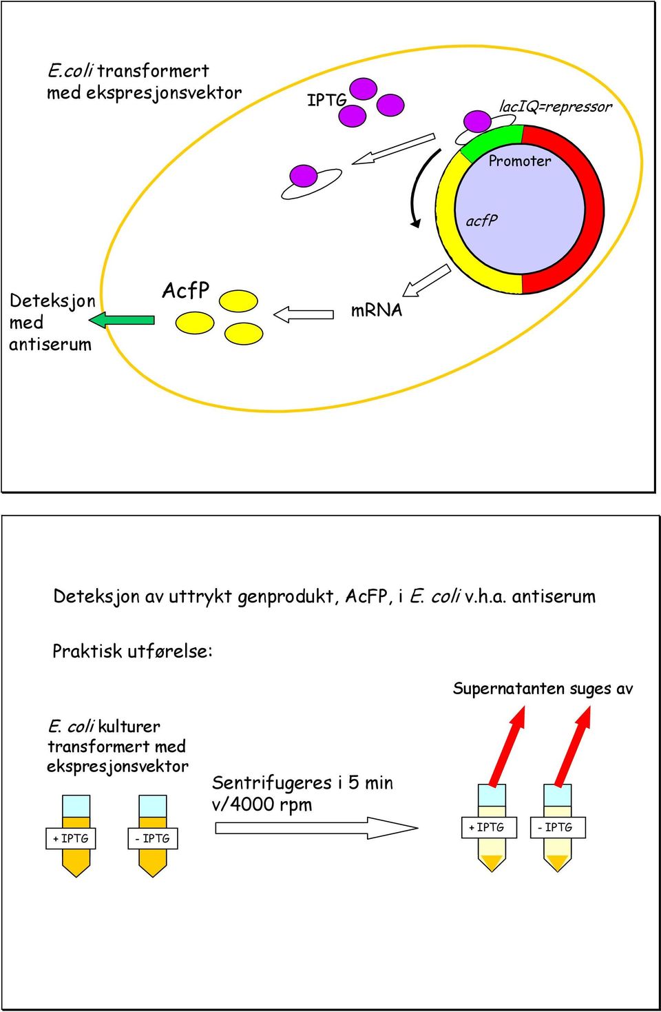 coli v.h.a. antiserum Praktisk utførelse: Supernatanten suges av E.