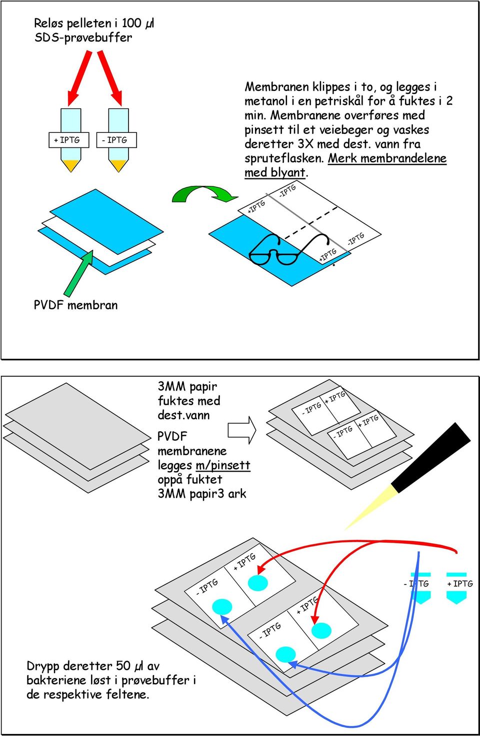 +IPTG -IPTG. +IPTG -IPTG PVDF membran 3MM papir fuktes med dest.