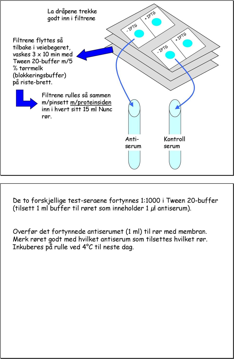 Antiserum Kontroll serum De to forskjellige test-seraene fortynnes 1:1000 i Tween 20-buffer (tilsett 1 ml buffer til røret som inneholder 1 µl