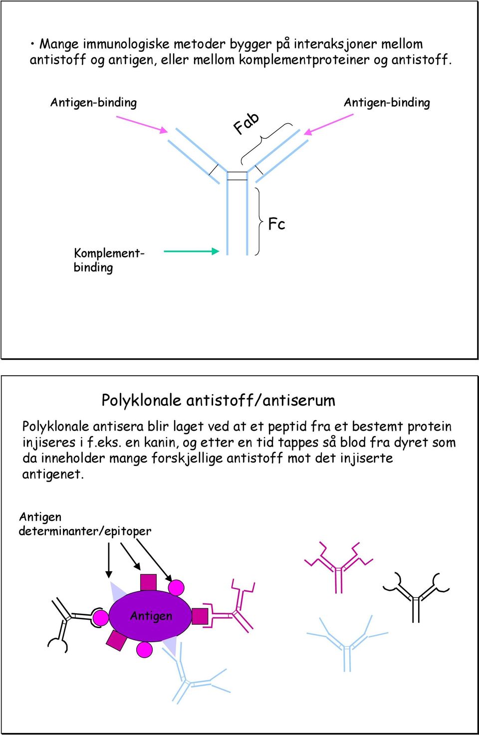 Antigen-binding Fab Antigen-binding Fc Komplementbinding Polyklonale antistoff/antiserum Polyklonale antisera blir