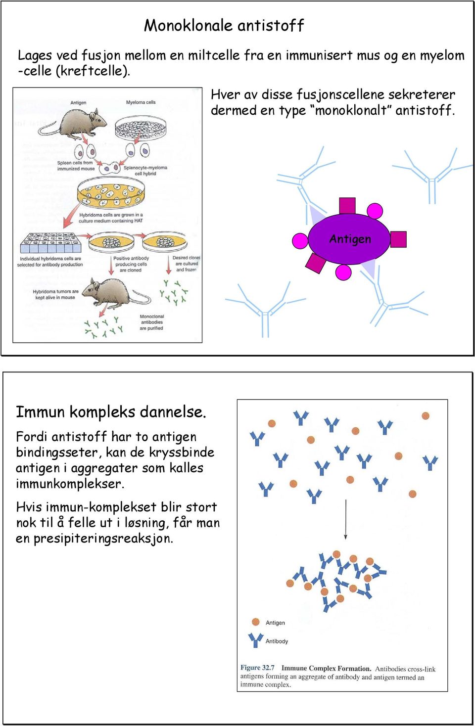 Antigen Immun kompleks dannelse.