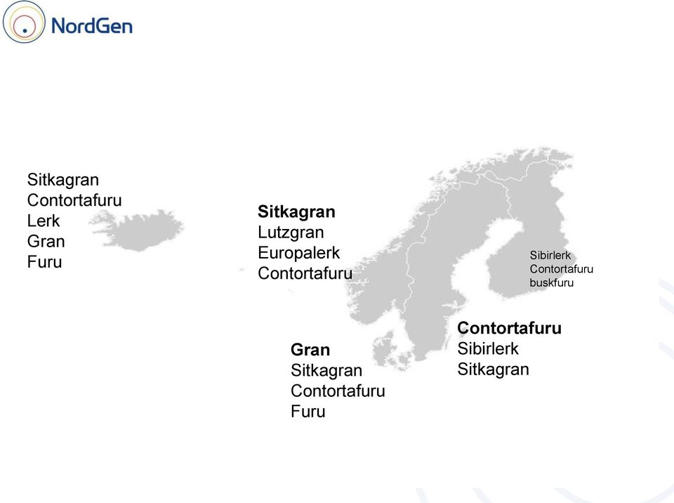 Sibirlerk Contortafuru buskfuru Gran