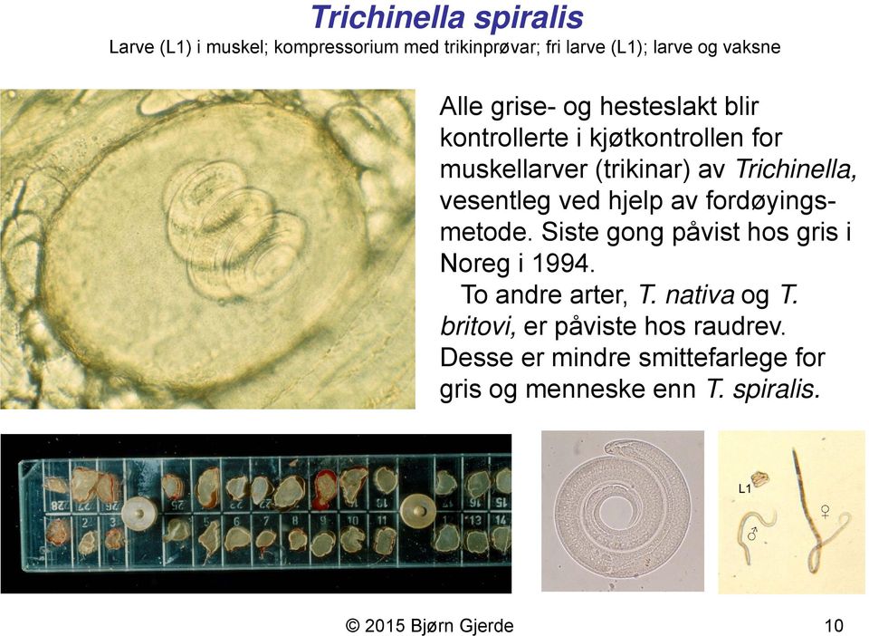 ved hjelp av fordøyingsmetode. Siste gong påvist hos gris i Noreg i 1994. To andre arter, T. nativa og T.