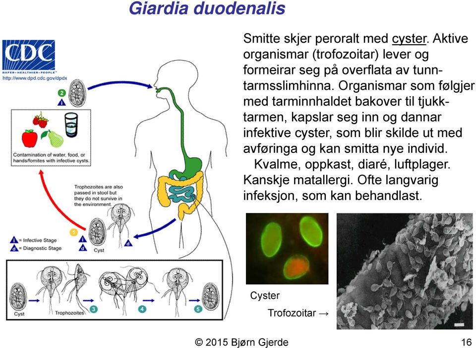 Organismar som følgjer med tarminnhaldet bakover til tjukktarmen, kapslar seg inn og dannar infektive cyster, som