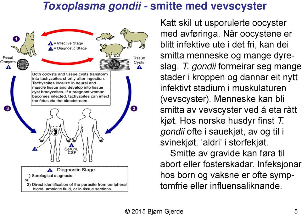 gondii formeirar seg mange stader i kroppen og dannar eit nytt infektivt stadium i muskulaturen (vevscyster).