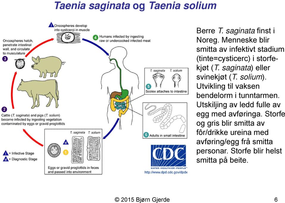 saginata) eller svinekjøt (T. solium). Utvikling til vaksen bendelorm i tunntarmen.
