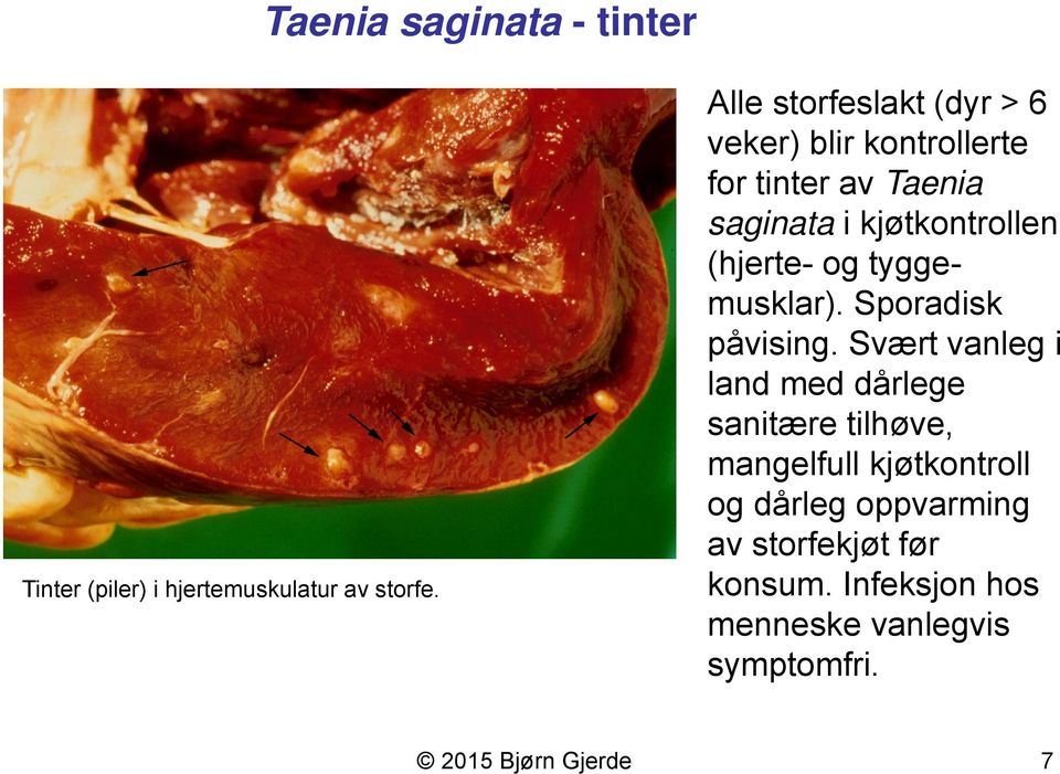 (hjerte- og tyggemusklar). Sporadisk påvising.