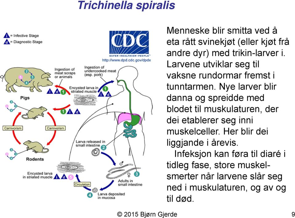 Nye larver blir danna og spreidde med blodet til muskulaturen, der dei etablerer seg inni muskelceller.