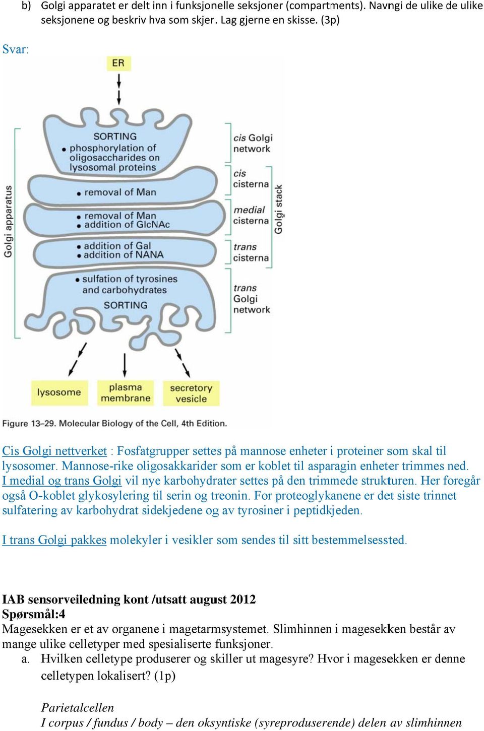 I medial og trans Golgi vil nye karbohydrater settes på den trimmede strukturen. Her foregår f også O-koblet glykosylering til serin og treonin.