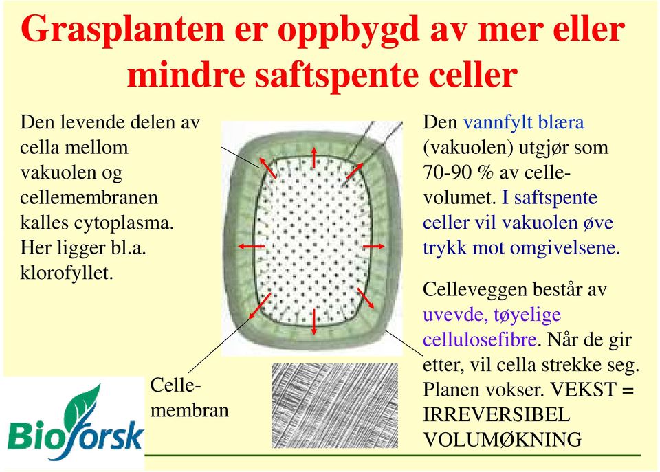 Cellemembran Den vannfylt blæra (vakuolen) utgjør som 70-90 % av cellevolumet.