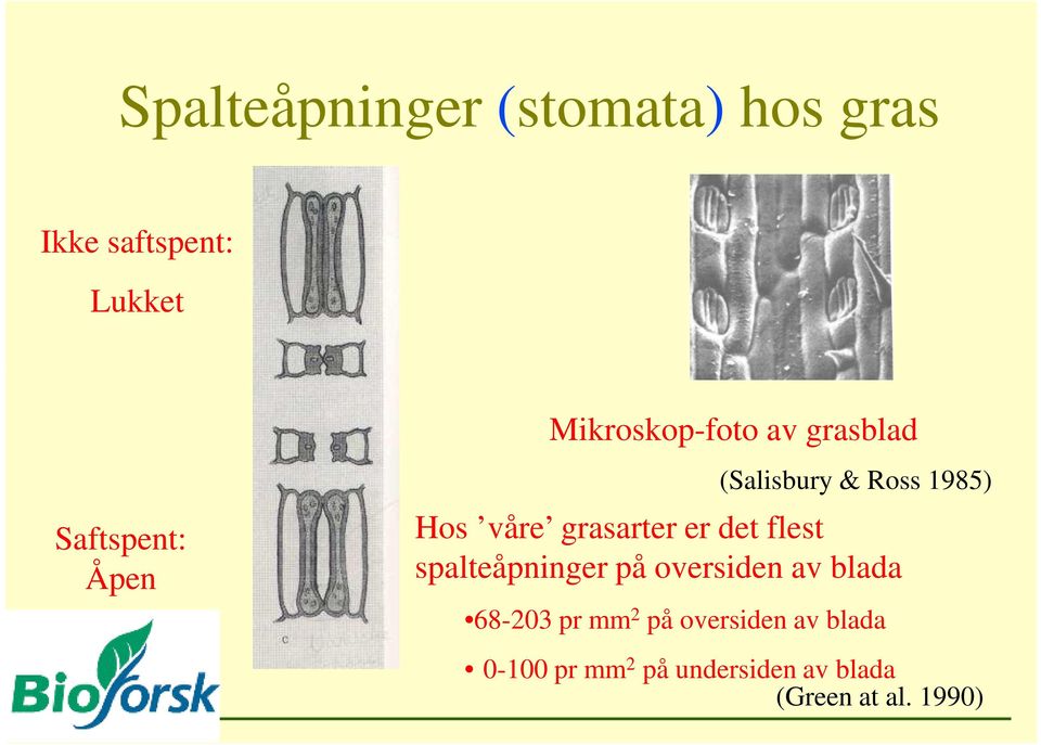 grasarter er det flest spalteåpninger på oversiden av blada 68-203 pr