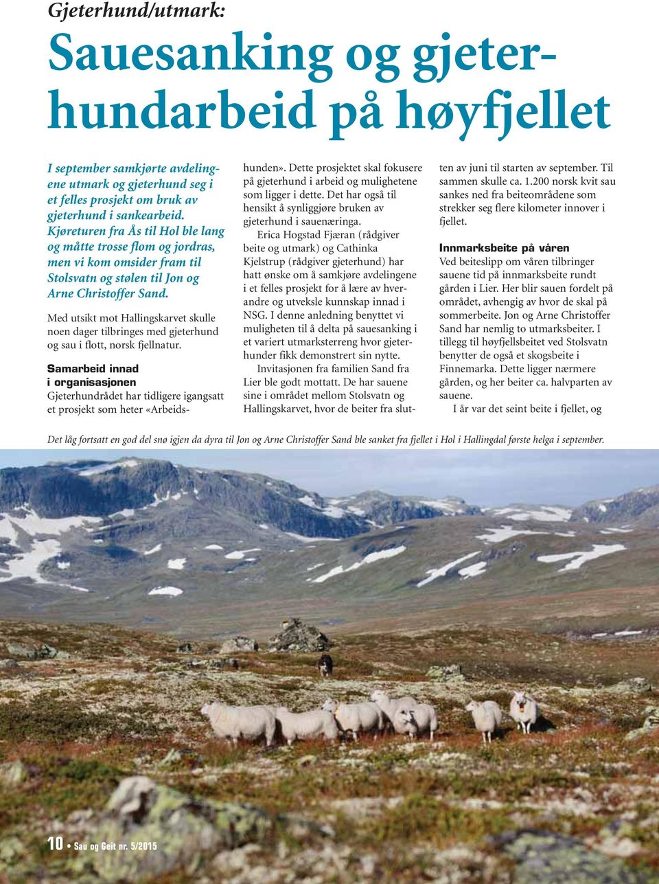 Med utsikt mot Hallingskarvet skulle noen dager tilbringes med gjeterhund og sau i flott, norsk fjellnatur.