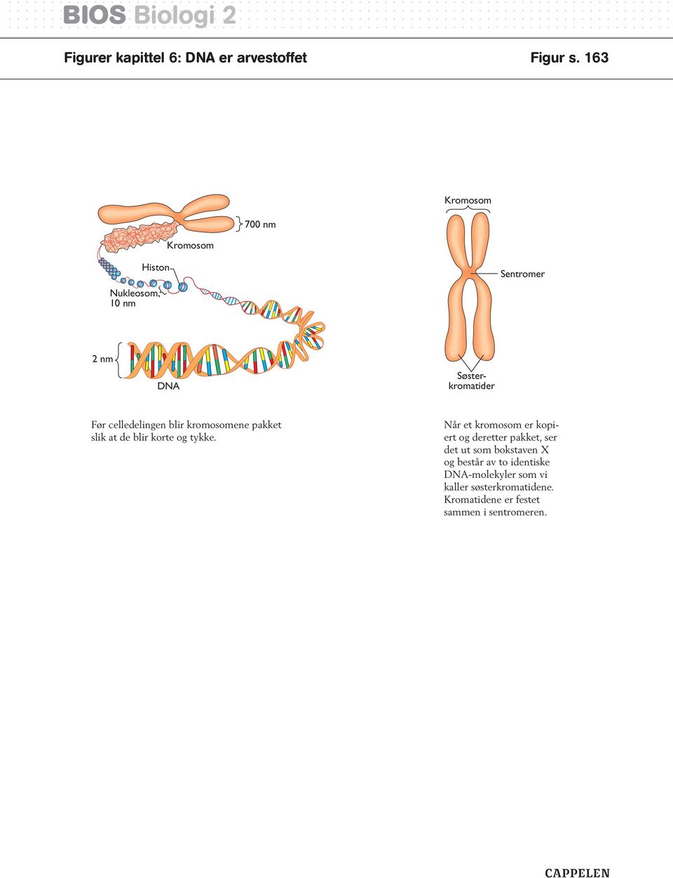 celledelingen blir kromosomene pakket slik at de blir korte og tykke.