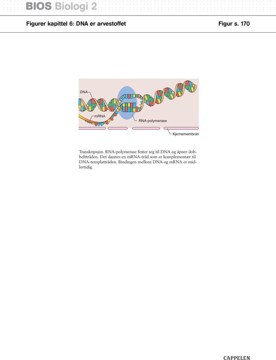 RN-polymerase fester seg til DN og åpner dobbelttråden.