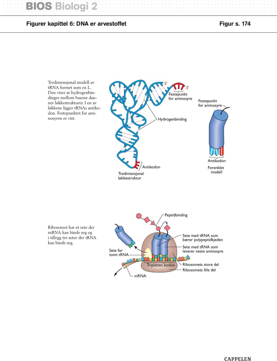 5' 3' Festepunkt for aminosyre ydrogenbinding Festepunkt for aminosyre redimensjonal løkkestruktur ntikodon ntikodon Forenklet modell eptidbinding Ribosomet
