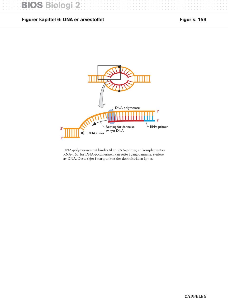 RN-primer DN-polymerasen må bindes til en RN-primer, en komplementær RN-tråd,