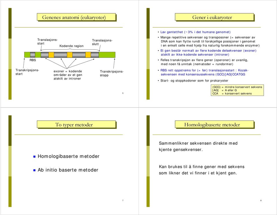 ikke-kodende sekvenser (introner) RBS Felles transkripsjon av flere gener (operoner) er uvanlig, med noen få unntak (nematoder = rundormer) exoner = kodende områder av et gen atskilt av introner