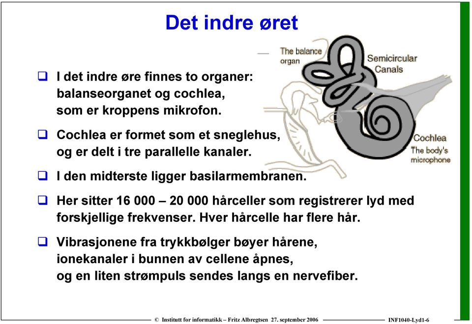 Her sitter 16 000 20 000 hårceller som registrerer lyd med forskjellige frekvenser. Hver hårcelle har flere hår.