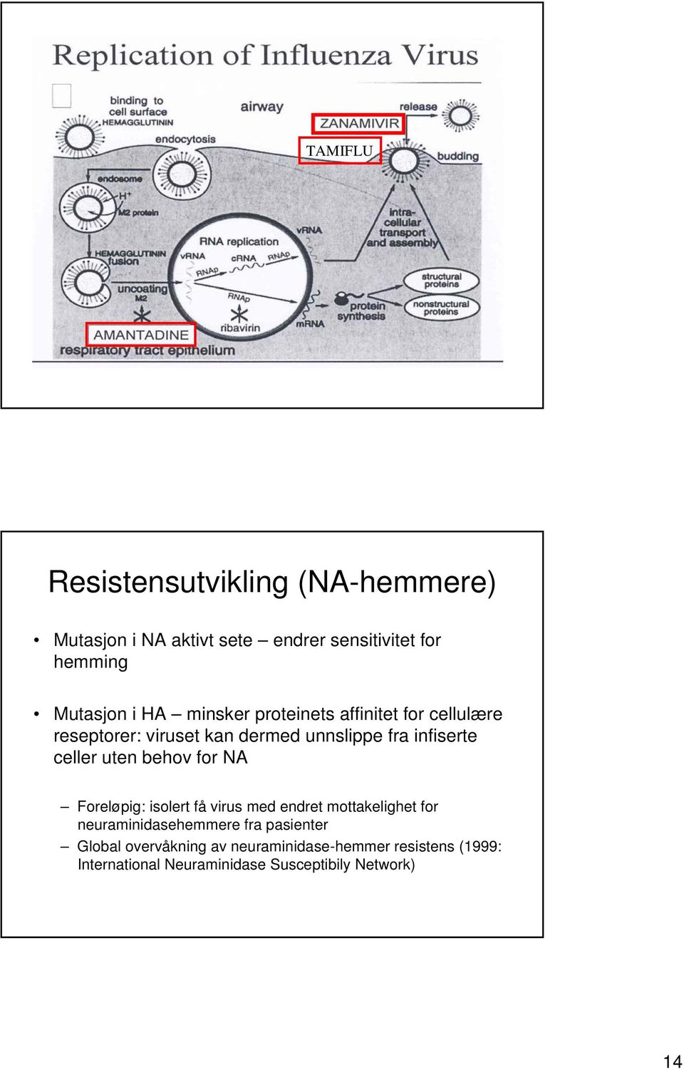 uten behov for NA Foreløpig: isolert få virus med endret mottakelighet for neuraminidasehemmere fra pasienter