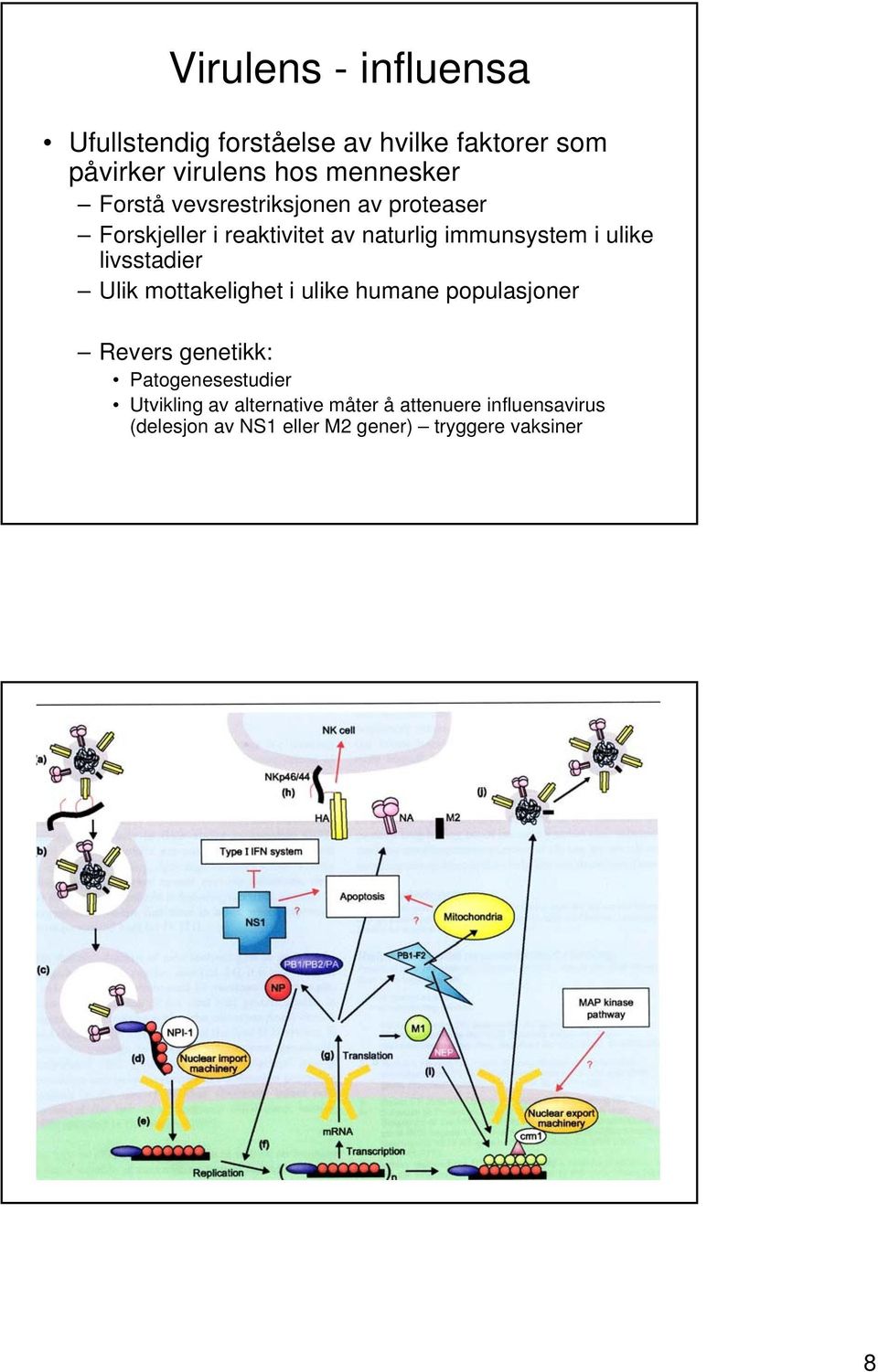 livsstadier Ulik mottakelighet i ulike humane populasjoner Revers genetikk: Patogenesestudier