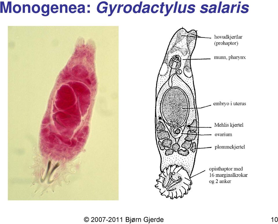 salaris